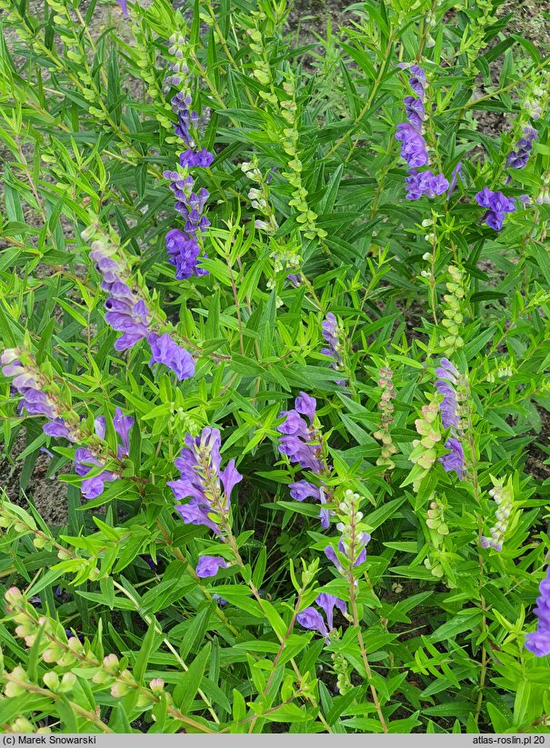 Scutellaria baicalensis (tarczyca bajkalska)