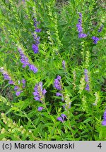 Scutellaria baicalensis (tarczyca bajkalska)