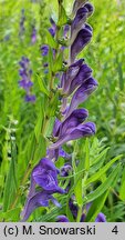 Scutellaria baicalensis (tarczyca bajkalska)