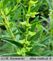 Scutellaria baicalensis (tarczyca bajkalska)