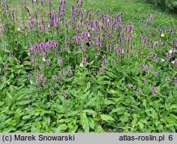 Betonica officinalis (bukwica zwyczajna)