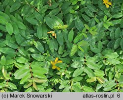 Hypericum calycinum (dziurawiec kielichowaty)