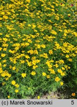 Coreopsis verticillata (nachyłek okółkowy)