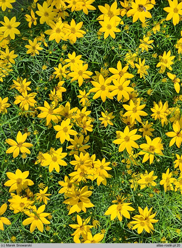 Coreopsis verticillata (nachyłek okółkowy)