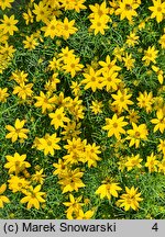 Coreopsis verticillata (nachyłek okółkowy)