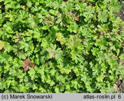 Geranium dalmaticum (bodziszek dalmatyński)