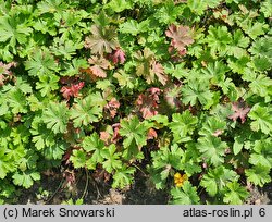 Geranium dalmaticum (bodziszek dalmacki)