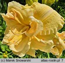 Hemerocallis ×hybrida Vanilla Fluff