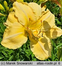 Hemerocallis ×hybrida Vanilla Fluff