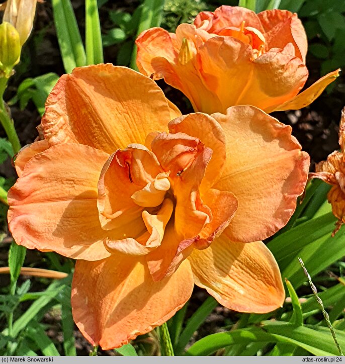 Hemerocallis ×hybrida Frances Joiner