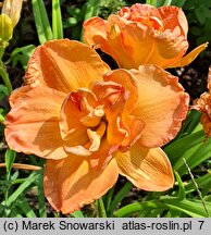 Hemerocallis ×hybrida Frances Joiner