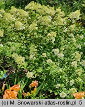 Hydrangea paniculata Sundae Fraise