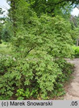 Weigela florida Variegata