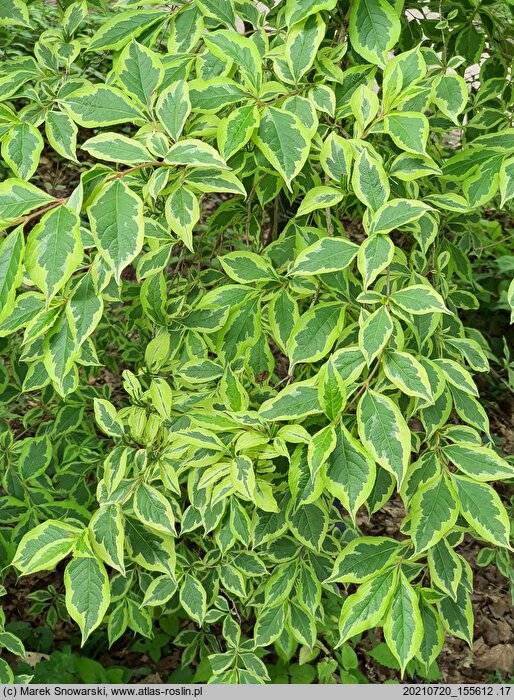 Weigela florida Variegata