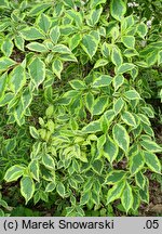 Weigela florida Variegata