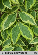 Weigela florida Variegata