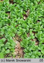 Polygonatum humile (kokoryczka niska)