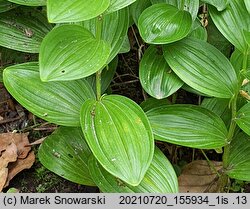 Polygonatum humile (kokoryczka niska)