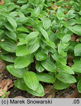 Polygonatum humile (kokoryczka niska)