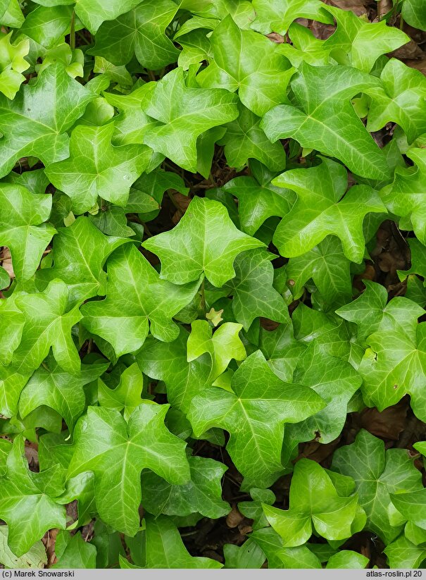 Hedera helix Manda's Crested