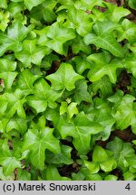 Hedera helix Manda's Crested