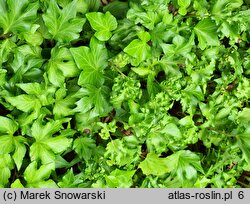 Hedera helix Filigran