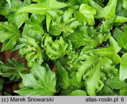 Hedera helix Filigran