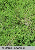 Cytisus procumbens (szczodrzeniec położony)