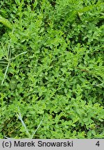 Cytisus procumbens (szczodrzeniec położony)