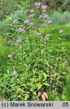 Monarda fistulosa (pysznogłówka dęta)