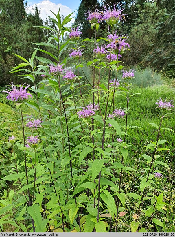 Monarda fistulosa (pysznogłówka dęta)