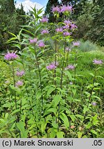 Monarda fistulosa (pysznogłówka dęta)