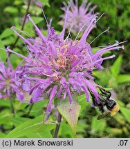 Monarda fistulosa (pysznogłówka dęta)