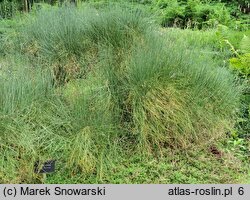 Ephedra chilensis (przęśl chilijska)