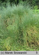 Ephedra chilensis (przęśl chilijska)