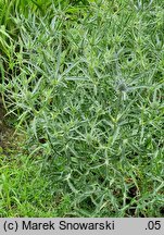 Eryngium amethystinum (mikołajek ametystowy)