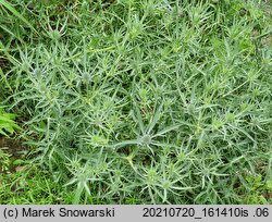 Eryngium amethystinum (mikołajek ametystowy)