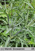 Eryngium amethystinum (mikołajek ametystowy)