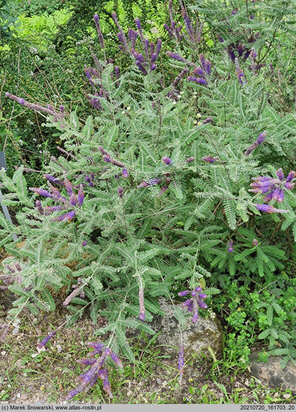 Amorpha canescens (indygowiec siwy)