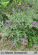 Amorpha canescens (indygowiec siwy)