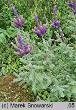 Amorpha canescens (indygowiec siwy)