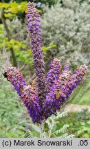 Amorpha canescens (indygowiec siwy)