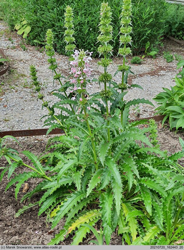 Morina longifolia (morina długolistna)