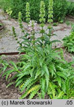 Morina longifolia (morina długolistna)