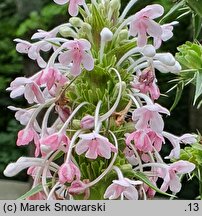 Morina longifolia (morina długolistna)