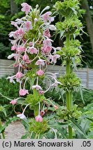 Morina longifolia (morina długolistna)