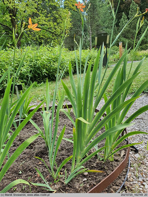 Belamcanda chinensis (belamkanda chińska)