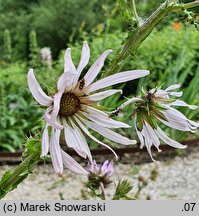 Berkheya purpurea (berkeja purpurowa)