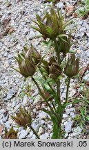 Berkheya purpurea (berkeja purpurowa)