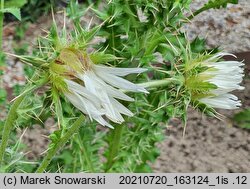 Berkheya cirsifolia (berkeja ostrożeniolistna)